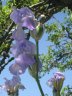IMG_4353.JPG - 